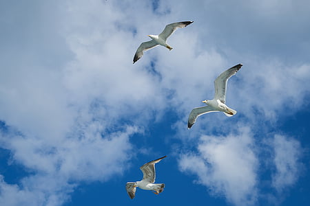 Seagull, pájaro, para migrar, medio ambiente, Dom, hermosa, gaviotas