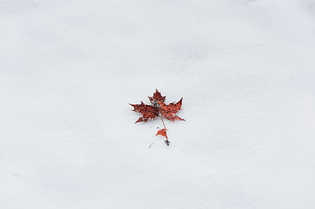 winter, maple, minimalist, simple, ppt backgrounds, mobile, snow