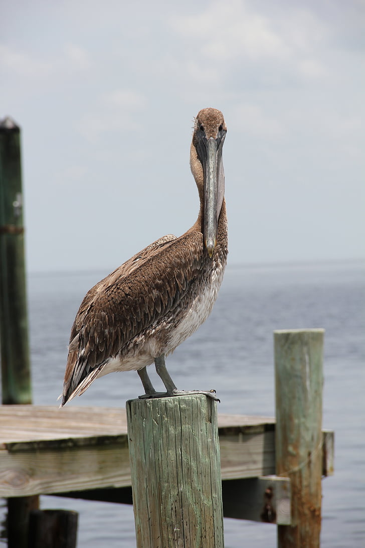 Pelikan, Φλόριντα, Web, πουλί, Πελεκάνος, φύση, στη θάλασσα