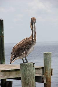 Pelikan, Florida, webben, fågel, Pelican, naturen, havet