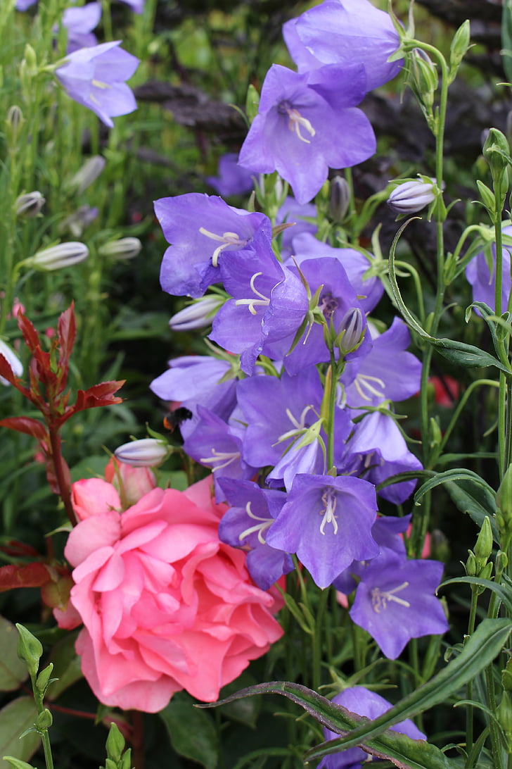 larkspur, purple, pink, rose, flowers, garden