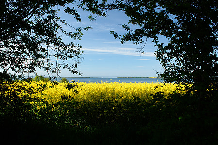 marca, amarillo, natural, Dinamarca, violación de semilla oleaginosa, Ver, paisaje