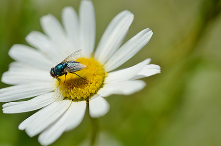 daisy, insect, flower, nature, plant, animal, garden