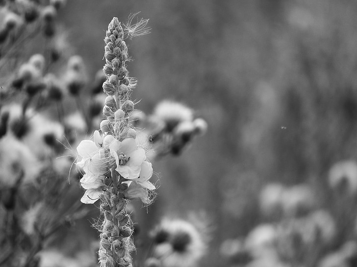 Mullein, kukka, Verbascum, musta ja valkoinen, pöyhiä, Luonto, kasvi