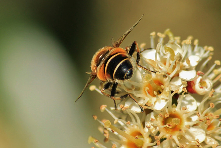 abelha, flor, flor, pólen, macro, inseto, polinização