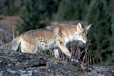 Coyote, satwa liar, alam, Taman, liar, anjing, Predator