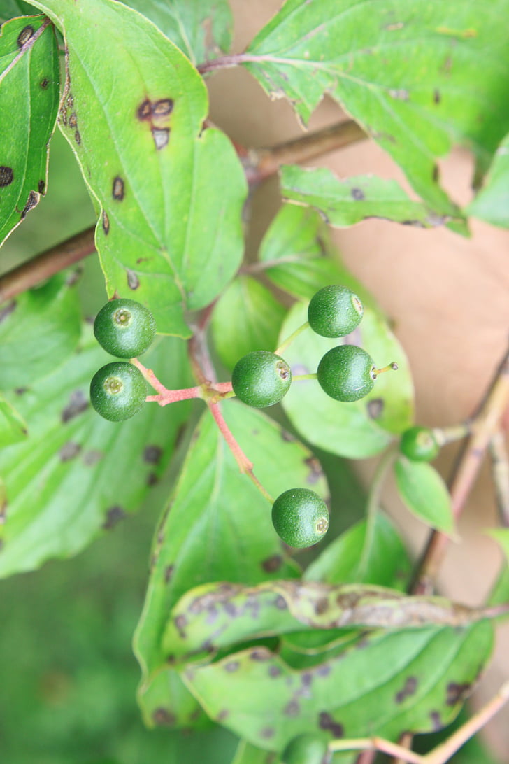 Cornus, Dogwood, màu xanh lá cây, nguyên liệu, sanguinea, trái cây