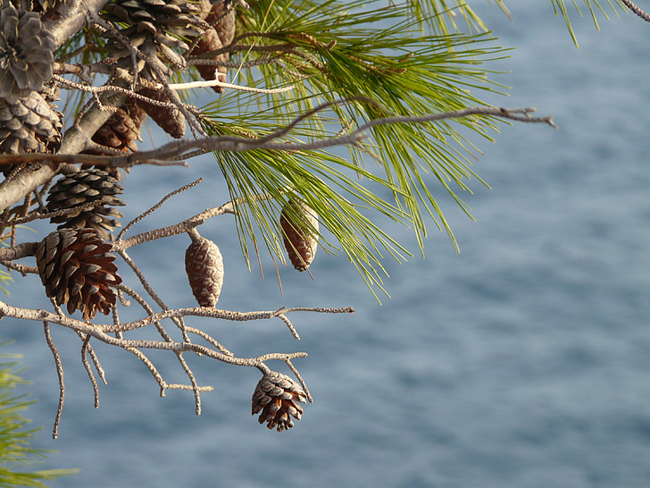 pine, cone, sicily, nature, holiday, ocean, shore