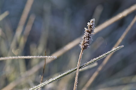 трева, Фрост, ливада, зимни, скреж, лед, студено