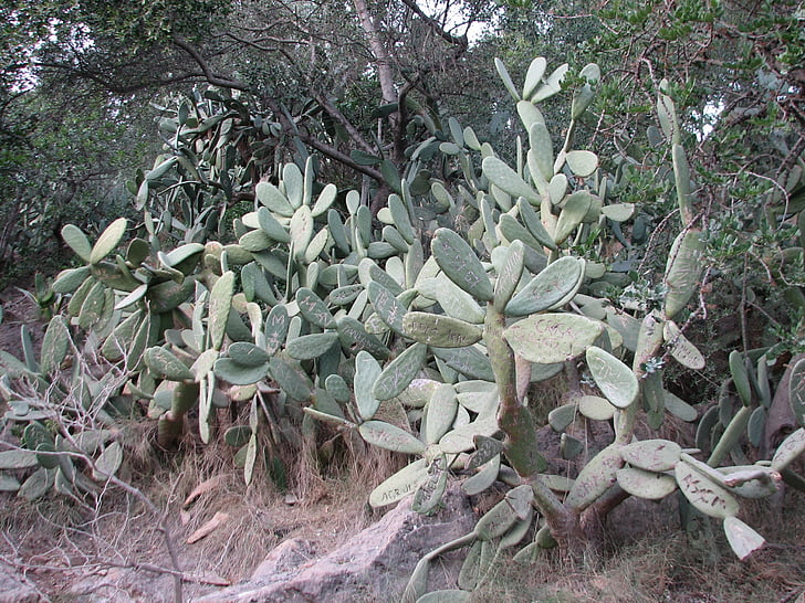Cactus, snijden, naam, plant, natuur, blad