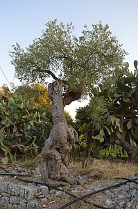 árvore, Oliveira, Puglia, azeitonas, olival, agricultura, verde