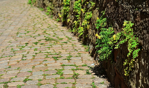 patch, cobblestones, road, wall, stone herb, rock stone herb, overgrown