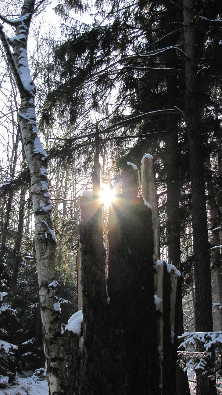 winter, gegenlichtaufnahme, forest, sunlight, sunshine, back light