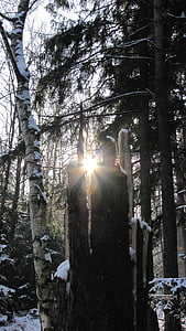 Winter, Gegenlichtaufnahme, Wald, Sonnenlicht, Sonnenschein, Gegenlicht