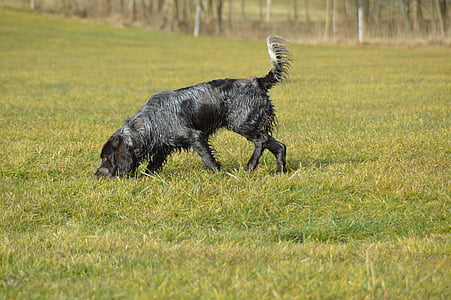 chien, caille allemand, chien de caille, Parcourir, stoeberhund, mâle, Wet