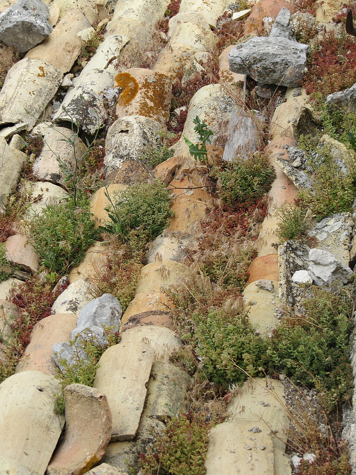 takstein, gamle, sukkulenter, Sedum, Moss, grønn, Frankrike