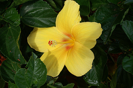 hibiscus, yellow, summer, plant, closeup, beautiful, nature