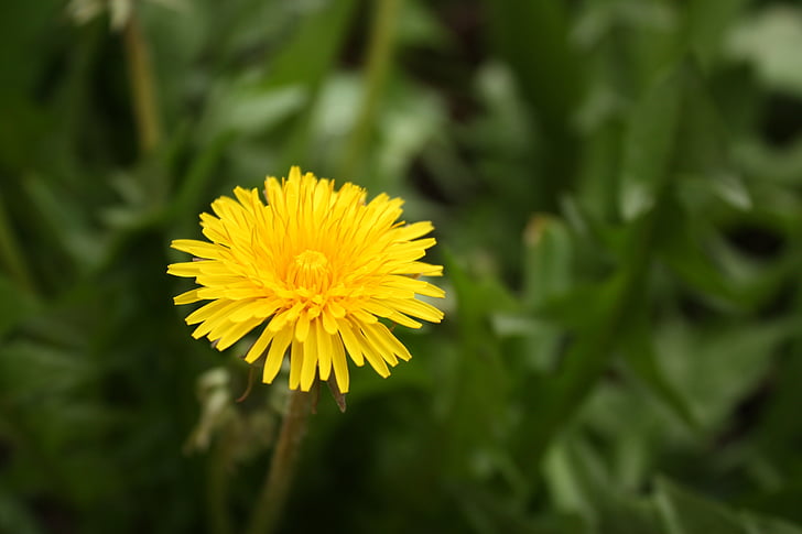 sonchus oleraceus, 민들레 officinale, 노란색, 봄, 꽃, 잡 초, 초원