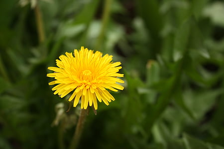 sonchus oleraceus, taraxacum officinale, yellow, spring, flower, weed, meadow