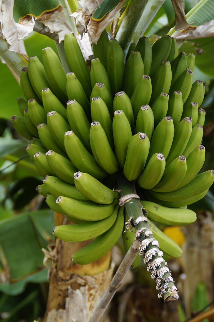 bananas, arbusto banana, plantação de banana, banana, planta de banana, verde, frutas