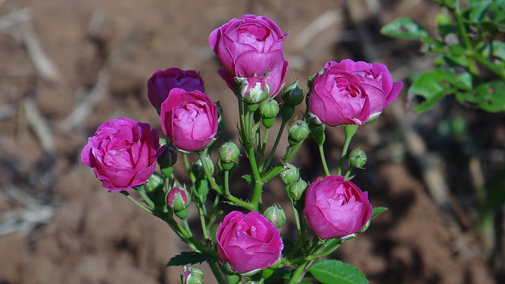 rose, flower, garden, nature, plant, petal