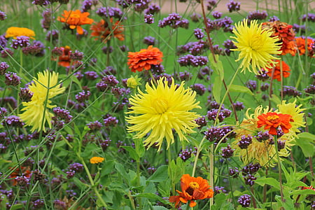 Dahlia, tempat tidur bunga, Taman, bunga, warna, alam, mekar