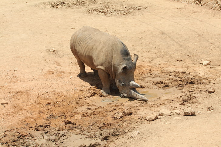 Rhino, divje, Afrika, nosorog, narave, rog, prosto živeče živali