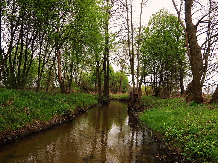 Rzeka, wiosna, strumień, Natura, krajobraz, wody, Brook
