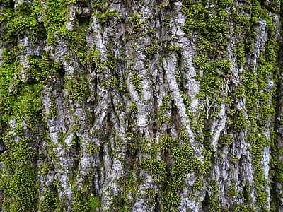 Log, Moss, bark, netto bark, bemoost, natur, plante