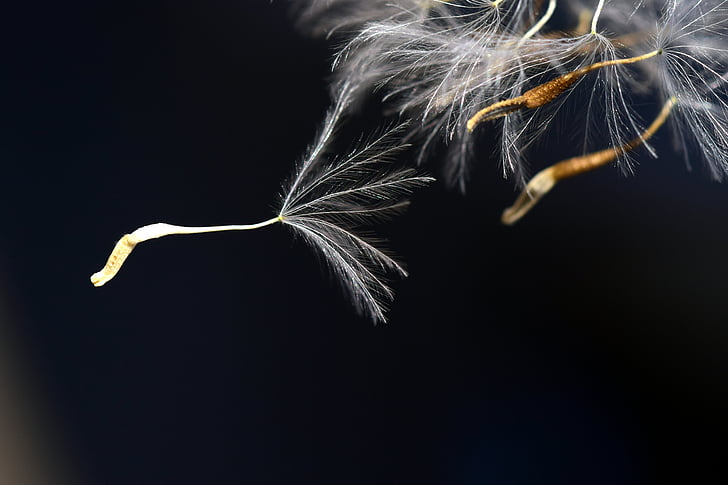 flying seeds, close, seeds, macro, nature, pointed flower, ease