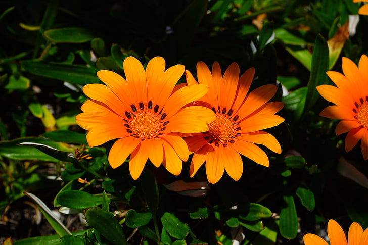 gazania, ดอกไม้, สีเหลือง, สีส้ม, บาน, geäugte gazanie, gazania rigens