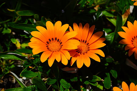 gazania, flowers, yellow, orange, bloom, geäugte gazanie, gazania rigens