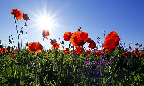 poppies, flowers, sunshine, lens flare, summer, field of flowers, outdoors
