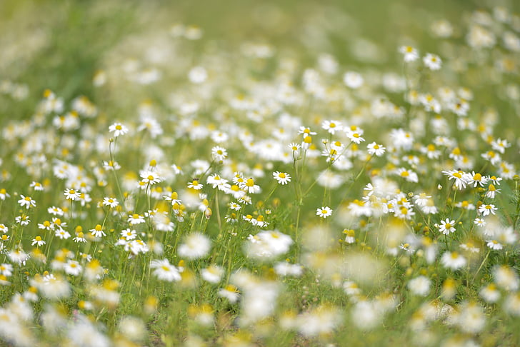 flowers, daisies, marguerites, white, blooming, blossoms, nature