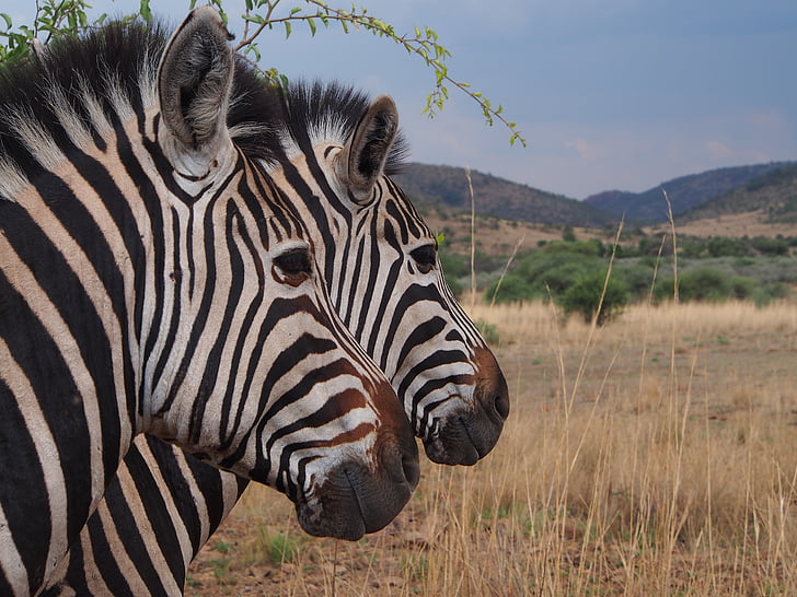 zebres, Parc Nacional, Safari, Sud-àfrica, món animal, Gauteng, Pilanesberg