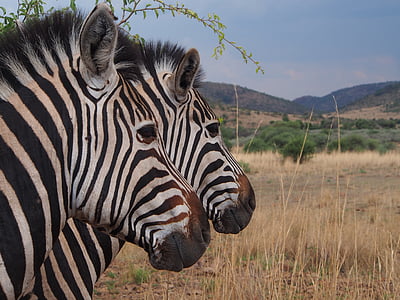 Zebra, Taman Nasional, Safari, Afrika Selatan, dunia hewan, Gauteng, Pilanesberg