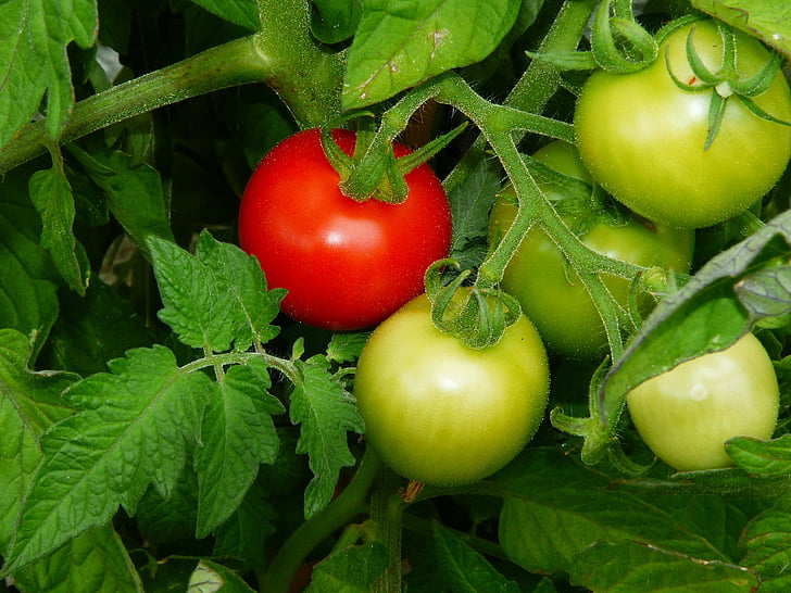 tomate, nivel de maturitate, Bush rosii, focul iadului, nachtschattengewächs, mature, maturarea