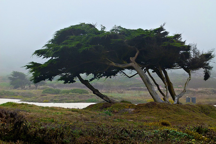 Monterey, stromy, Příroda, krajina, pobřeží, Kalifornie, Spojené státy americké