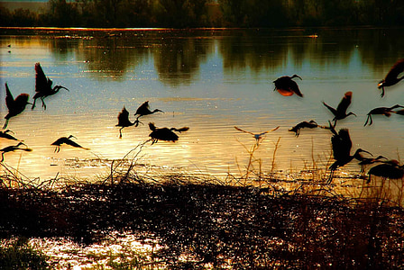 birds, flying, pond, sunset, nature, wildlife, landscape