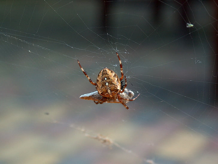 spider, nature, cobweb, insect, network, arachnid, animals