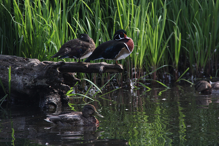 ducks, pond, water, nature, bird, lake, wildlife