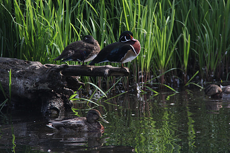 ducks, pond, water, nature, bird, lake, wildlife