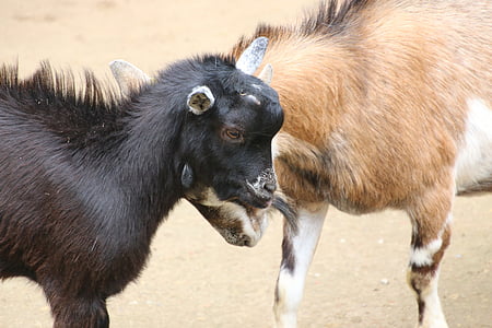goat, bock, billy goat, zoo, horns, animal, farm
