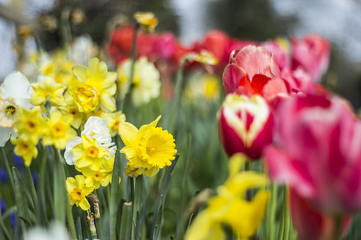 Tulipan, Żonkil, kwiat, wiosna, Natura, kwiatowy, wiosna kwiat