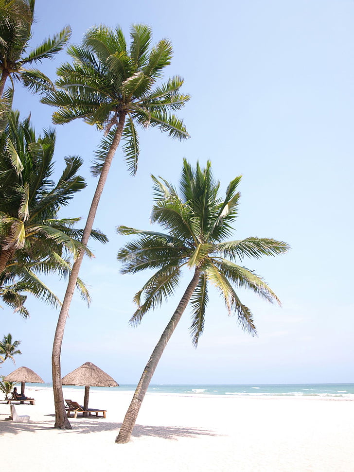 Palm tree, havsutsikt, stranden, vit sand, ta, sommar, heliga dagarna