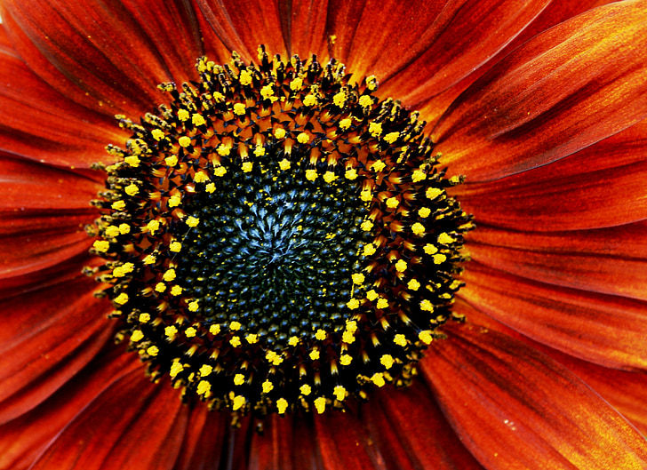 Hoa hướng dương, màu đỏ, màu da cam, phấn hoa, màu vàng, specks, hạt giống màu đen nâu