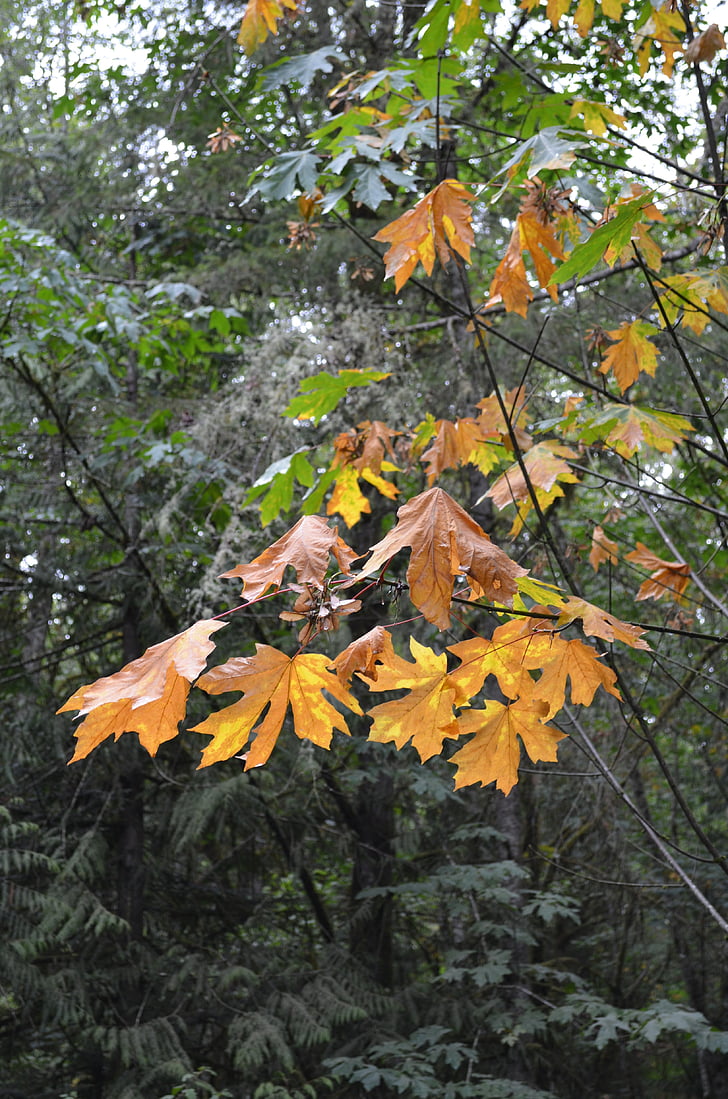 maple folha grande, árvore, Maple, Outono, Cor, natureza, amarelo