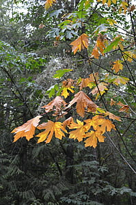 stort blad ahorn, træ, ahorn, efterår, farve, natur, gul