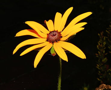 sauli cepurē, puķe, zieds, Bloom, dzeltena, aizveriet, Flora