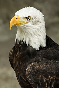 animale, uccello, Close-up, Eagle, piumaggio, Aquila calva, Aquila - uccello
